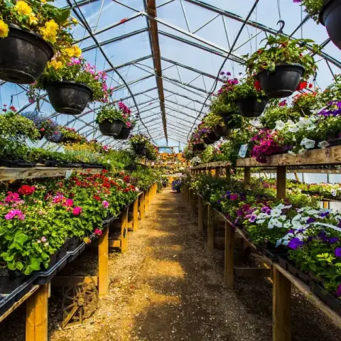 How to Optimize Greenhouse Crop Yields with Fertilizer and Peat Moss Synergy