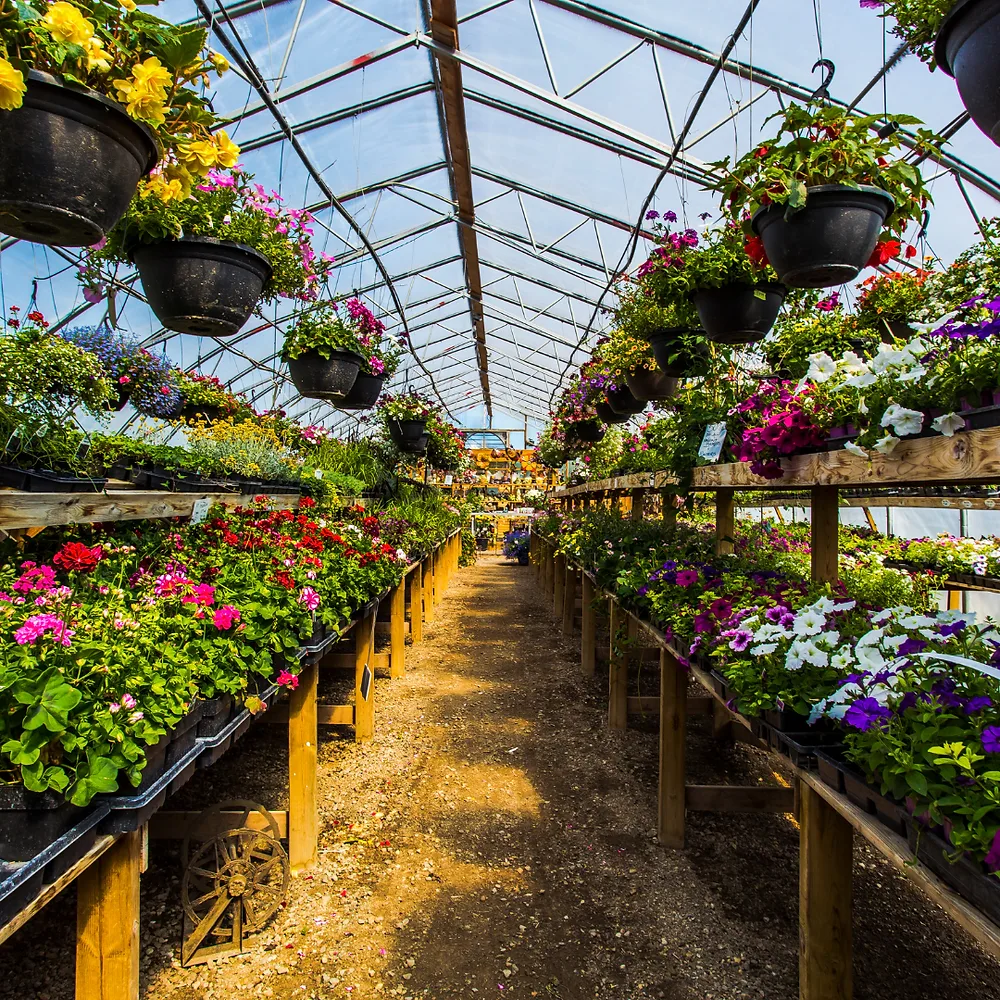 How to Optimize Greenhouse Crop Yields with Fertilizer and Peat Moss Synergy