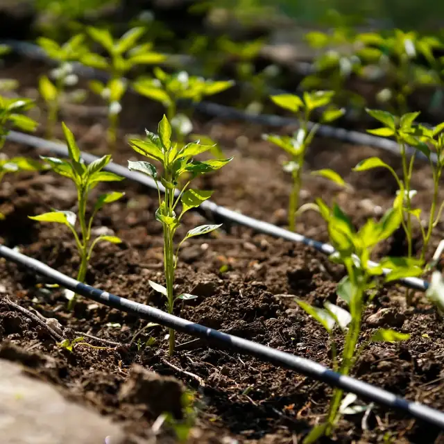 How Peat Moss and an Irrigation System Can Support Plant Growth