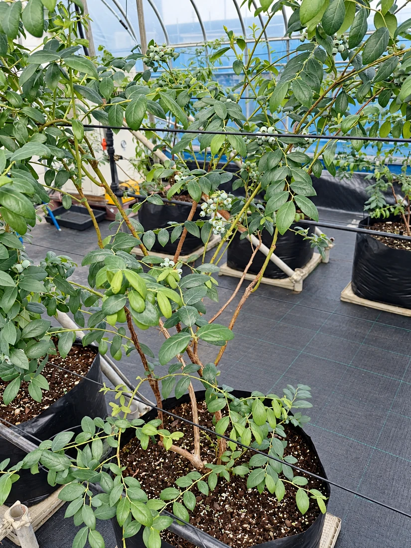 Acid-loving container shrub growing in a large black pot in a production tunnel