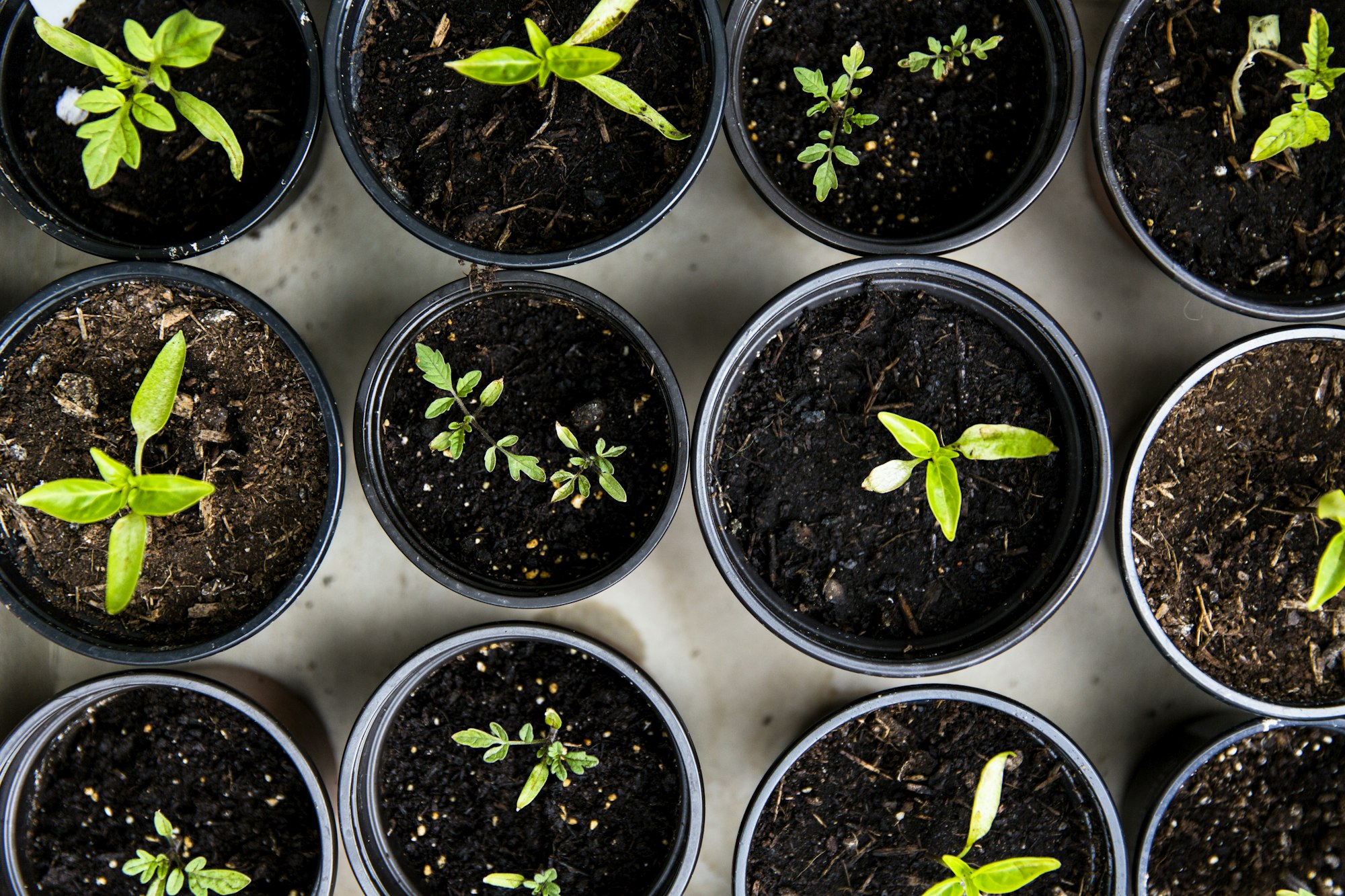 Best fit for propagation and young-plant work
