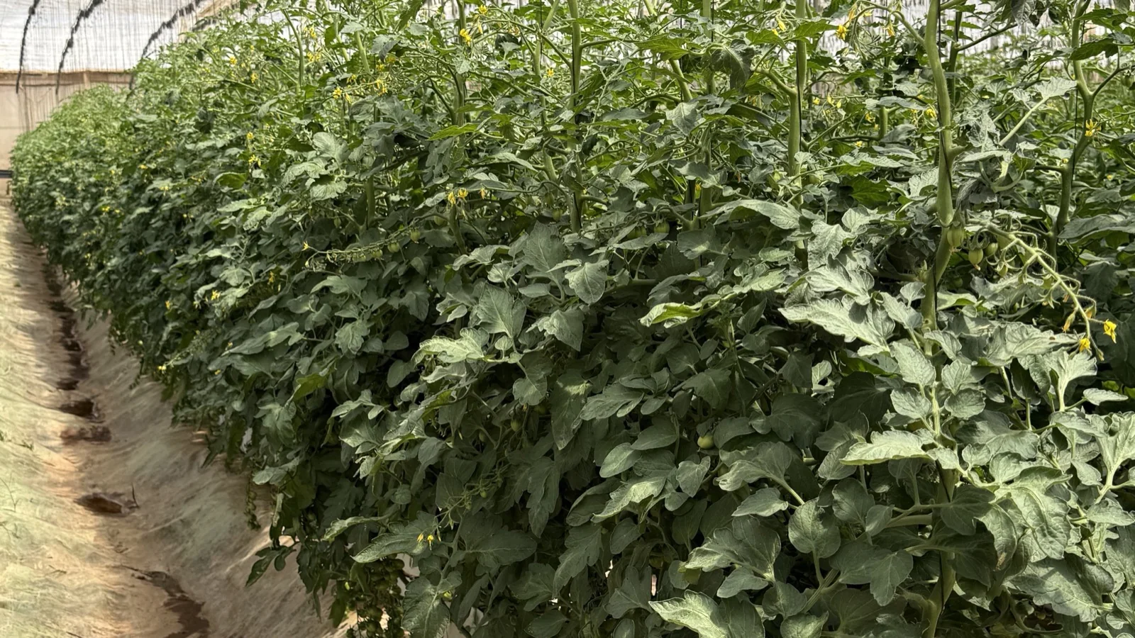 Commercial tomato crop growing in a greenhouse irrigation environment
