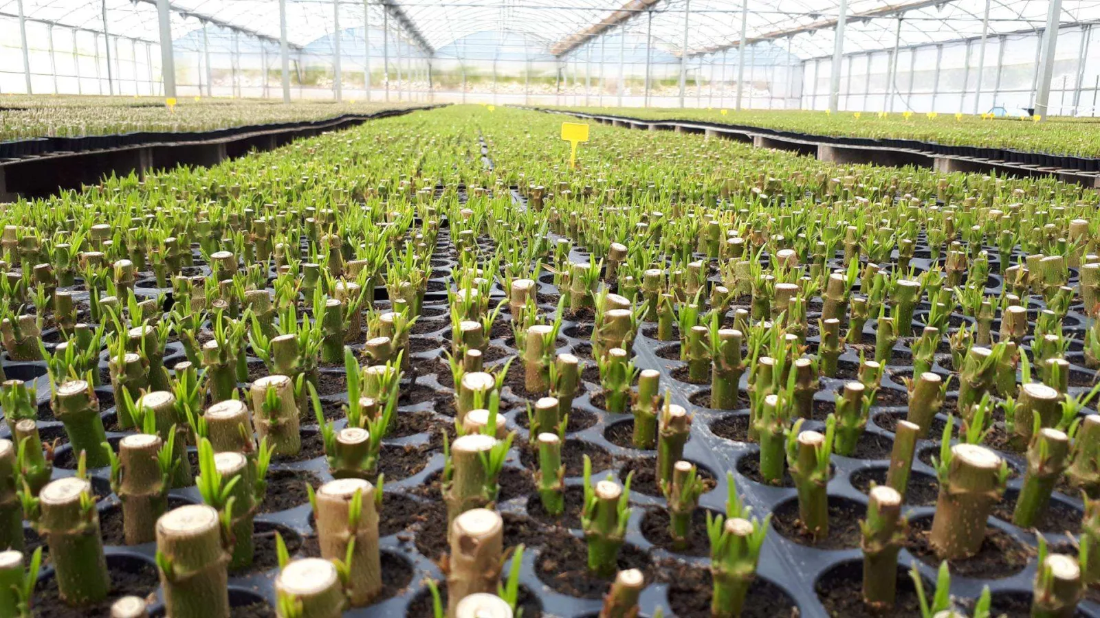 Substrate for Plant Cuttings: Nerium Oleander Case