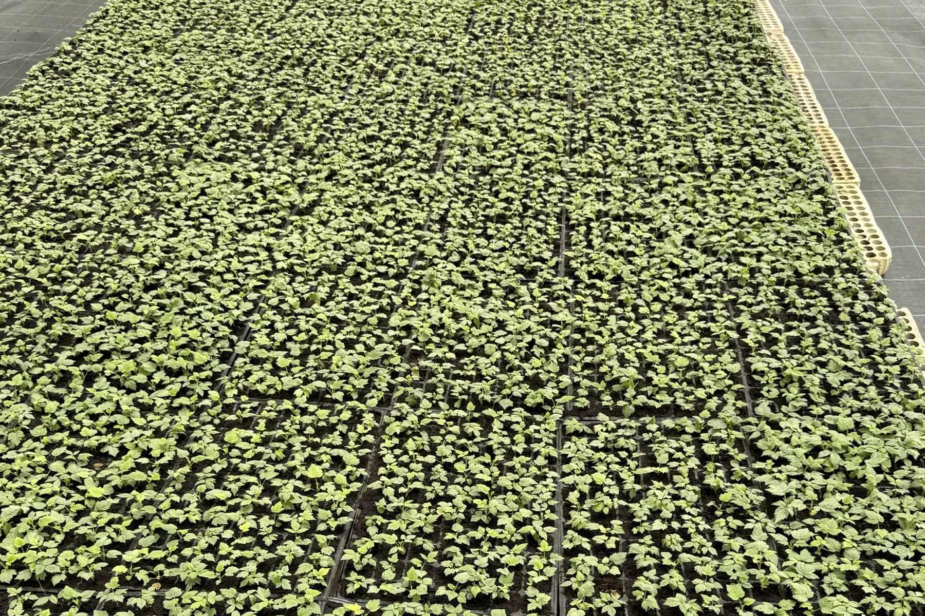 Potting Soil for Vegetable Seedlings