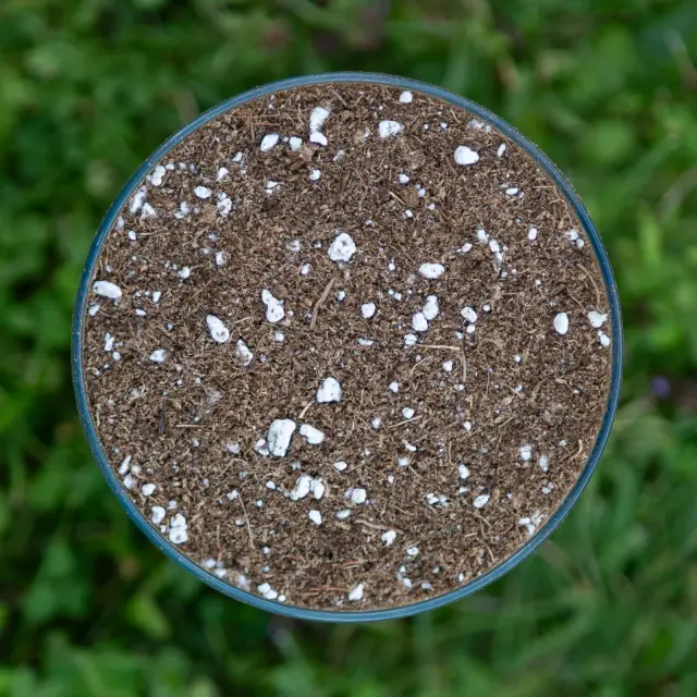 White peat with 10 percent perlite in a clear sample container