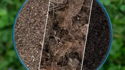 White Peat vs Brown Peat vs Black Peat: What Professional Growers Should Compare